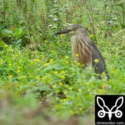 運がいいと3羽同時に観察できます。それぞれの個体で色合いが微妙に異なります。