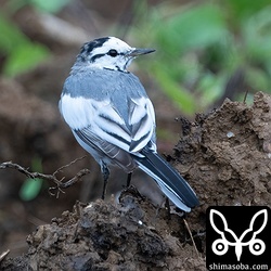 上と同個体。タイワンハクセキレイの青みがかった背中がとても美しいです。
