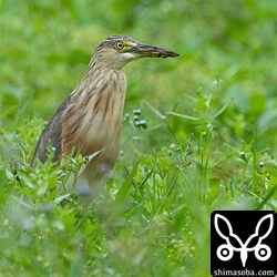 いつも茶色い背景なジャワアカガシラサギですが、バックが美しいと撮影枚数も増えがちです。^^;