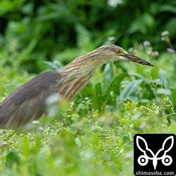 3羽のジャワアカガシラサギたちは、草むらの中を歩きながらミミズを捕まえていました。