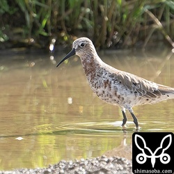 こちらは今季初のサルハマシギ。夏羽に変わりつつあります。