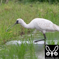 クロツラヘラサギの若い個体。田んぼでモノアラガイのような巻貝を食っていました。