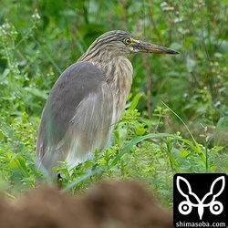上と別個体。こちらは羽毛の色合いが淡いです。