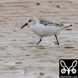 まだまだ冬羽なミユビシギ。沖縄本島では群れで越冬しますが、石垣島では少数が渡りの時期に見られるだけです。