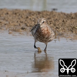 胸のあたりは赤い夏羽が目立ちます。