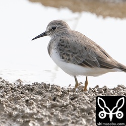 石垣島ではあまり数は多くありませんが、毎年、渡りの時期に通過していきます。