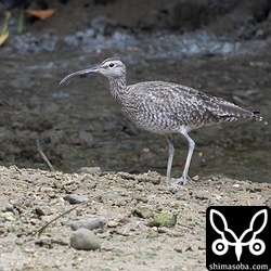 マングローブ地帯にチュウシャクシギがいました。