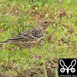 30羽程度のムネアカタヒバリの群れでしたが、ほとんどの個体が、これぐらいの換羽ステージでした。
