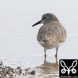 サルハマシギと同じ田んぼにオジロトウネン4羽。