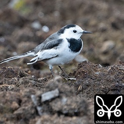 ホオジロハクセキレイのオス。疲れた様子でしたので、渡ってきたばかりかもしれません。