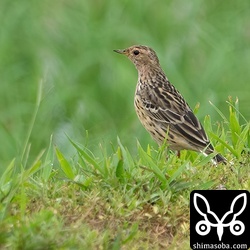夏羽に変わりつつあるムネアカタヒバリ。