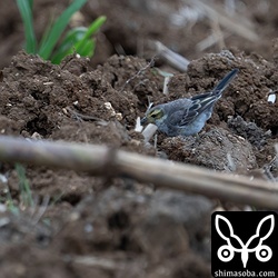 上とは別個体。こちらの個体もまだまだ夏羽には程遠いです。