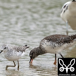 左からコアオアシシギ、ツルシギ、ソリハシセイタカシギ。