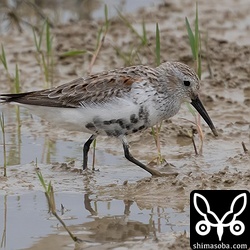 ハマシギも到着。1羽が田んぼに飛来しました。