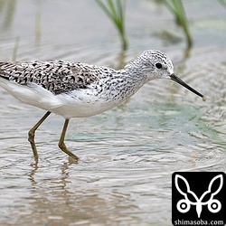 コアオアシシギ’夏羽。数羽の群れを田んぼで確認。