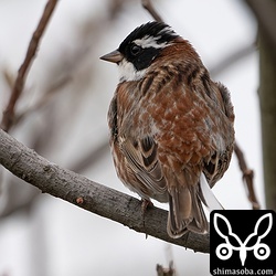 ホオジロも1羽だけ残っていた模様。