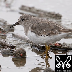 オジロトウネンは数羽を確認。多少、夏羽が出ていましたがまだまだこれからですね。