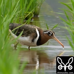 タマシギのメス。石垣島で唯一繁殖するシギです。すでに繁殖期が始まっています。