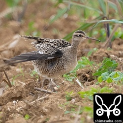 少しだけ翼も広げてくれました。