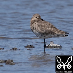 単独飛来のオグロシギも確認。到着したばかりで疲れているのか、ずっとこの体勢。