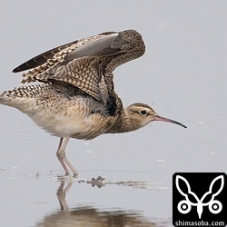 コシャクシギの脇下。