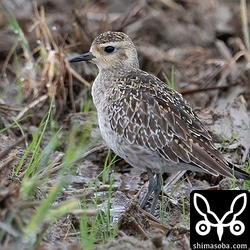 ムナグロは1羽のみ確認。本土では今ぐらいがムナグロの渡りの序盤なんでしょうか。沖縄とはずいぶん時期が違います。
