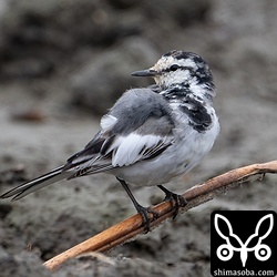 石垣島や沖縄本島と違い、ハクセキレイ以外の亜種は見当たりませんでした。