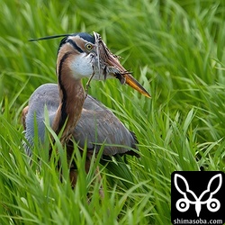 ウズラシギを襲うムラサキサギの若い個体。下に動画あり。