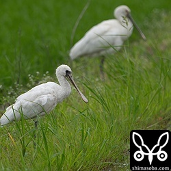 クロツラヘラサギ(手前)とヘラサギ。両方とも若い個体です。