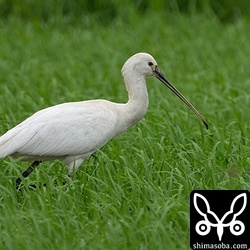 若いヘラサギ。田んぼを歩きながら小さな貝類を食っていました。