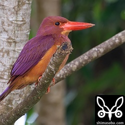 リュウキュウアカショウビンのオス個体。