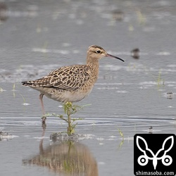 観察している人はあまりいませんでした。みなさん見飽きたのでしょうか?