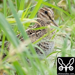 石垣島のハリオシギは渡り終盤ですが、なんとか1羽だけ見つけられました。