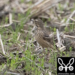 夏羽になったタヒバリ。