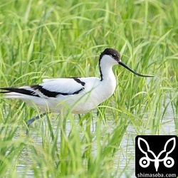 ソリハシセイタカシギは複数箇所で3羽。