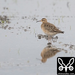コシャクシギは同じ田んぼに2羽。最大で60羽ほどだったそうです。恐ろしい数ですね。