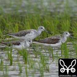 アオアシシギも例年に比べるとかなり少ないようでした。