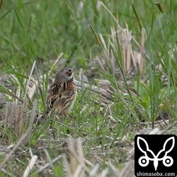遠いですがホオアカを1羽確認できました。