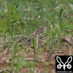 最初はこんな感じで遠く、サトウキビの丈がコシャクシギより高く見にくかった。