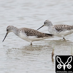 今シーズンは淡水シギが少ないですが、コアオアシシギはいつもどおり。