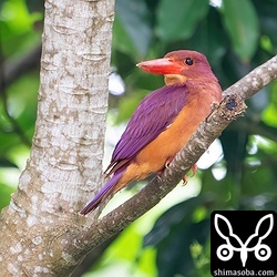 渡って来てあまり日にちが経っていませんが、さっそく巣穴を掘っているようでした。樹種がリュウキュウマツだったので、途中でやめてしまう可能性が高いですが…。