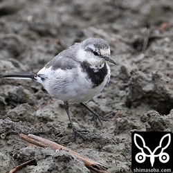 ハクセキレイもあちこちにいました。