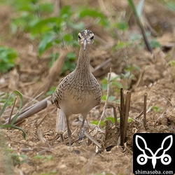 コシャクシギの正面顔。なんとも愛らしい。^^