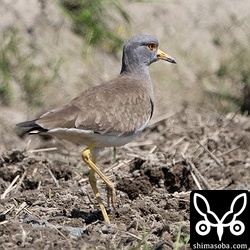 ケリは繁殖期に入っているようで、あちこちでカラスとバトルを繰り広げていました。