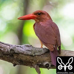 林道で出会ったオスのアカショウビンは、散歩の人が歩こうが、全く同じていませんでした。