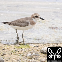 オオメダイチドリは数羽が複数箇所に飛来。