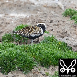 ムナグロは40羽ほど。冬羽から夏羽までさまざまなステージの換羽個体がいました。