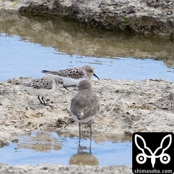 トウネンは7羽。冬羽から夏羽までさまざま。