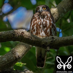 アオバズクの営巣地を回ってみると3羽を確認。今年も同じ場所で子育てするようです。