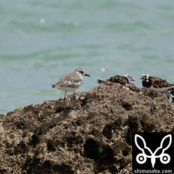 ダイゼンも3羽。